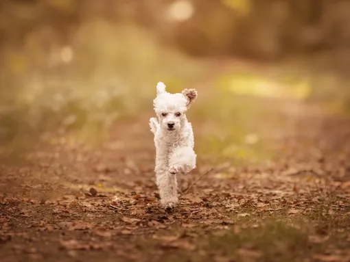 Zwergpudel läuft auf dem Laubweg durch den Wald