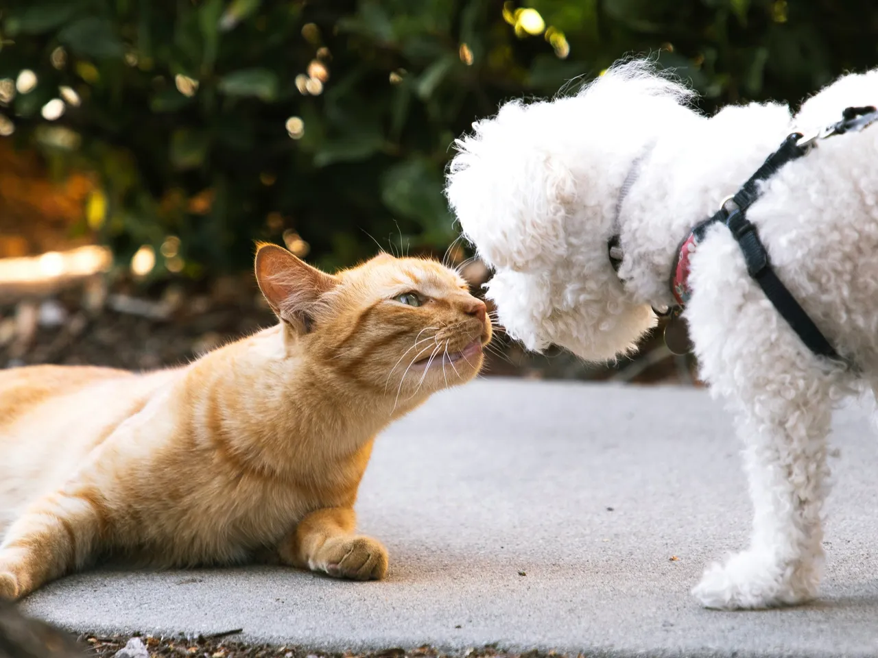 Eine Katze und ein weißer Pudel beschnuppern sich neugierig und friedlich miteinander.